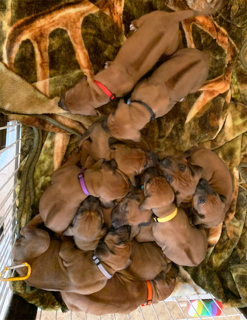 Esther Puppies