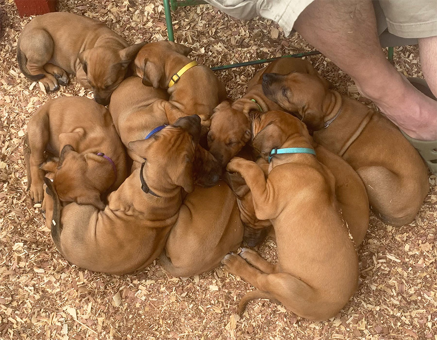 Esther Puppies